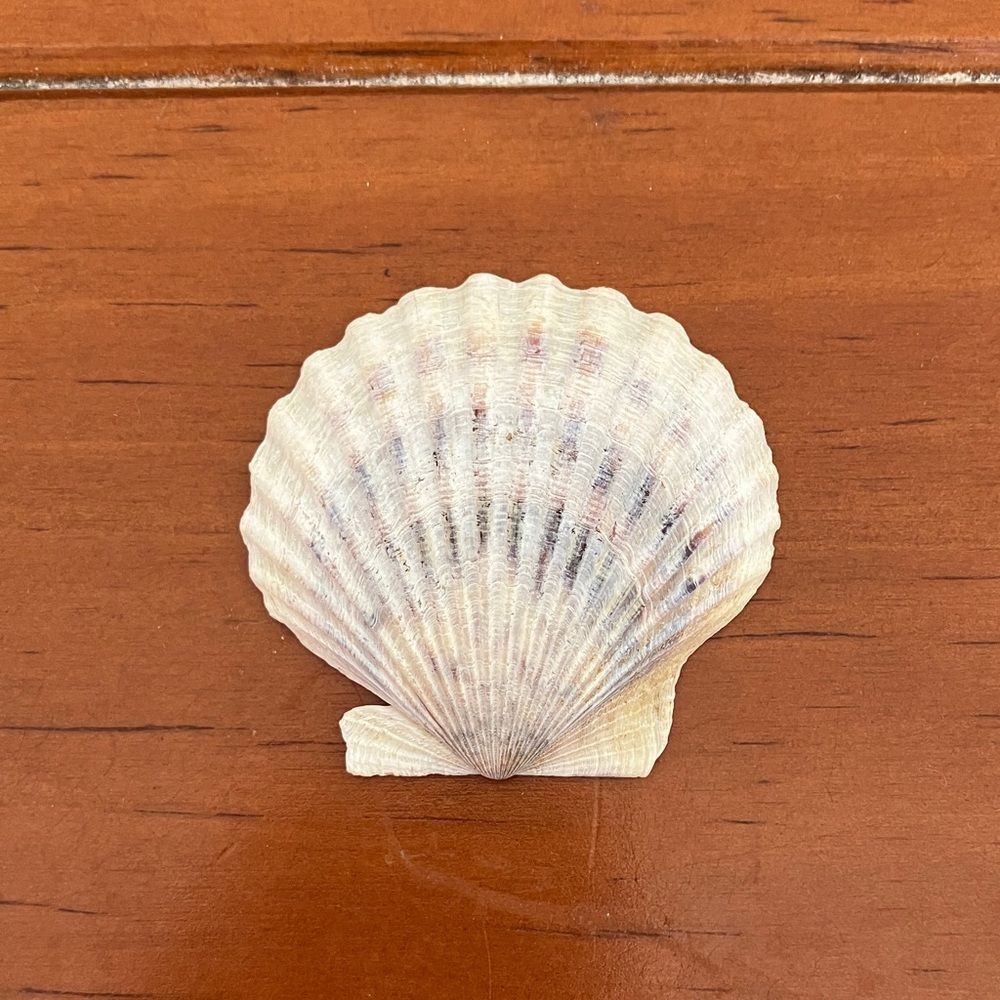 Shell